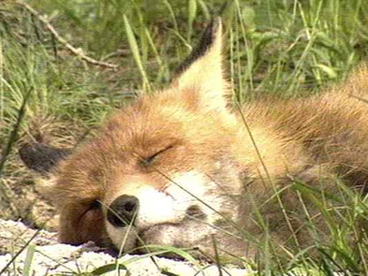 Fuchs im Winter im Naturpark Altmühltal bei Beilngries