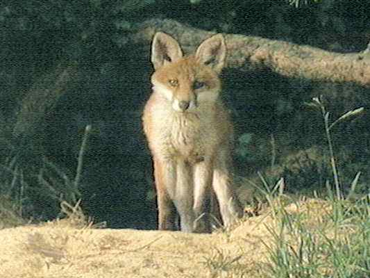 Rotfuchs im Altmühltal bei Beilngries