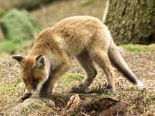 Fuchs vor seinem Bau im Altmühltal