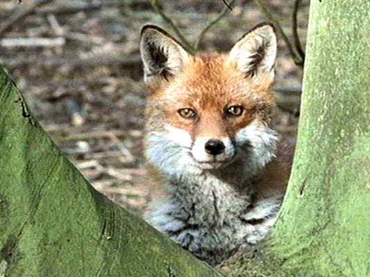 Fuchs im Altmühltal bei Beilngries