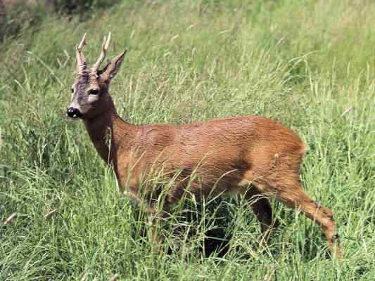 Reh im Naturpark Altmühltal bei Beilngries