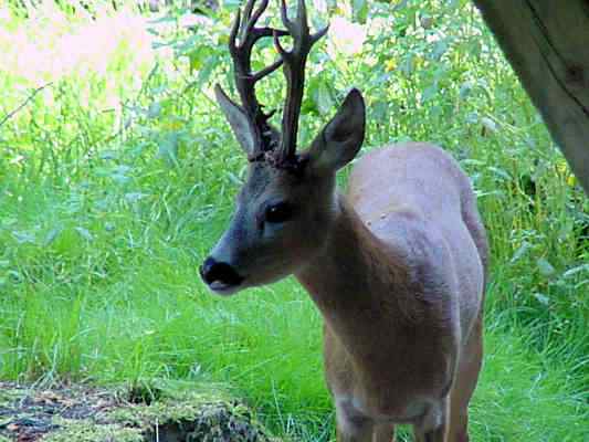 Rehboch bei Beilngries im Naturpark Altmühltal