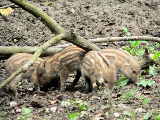Wildschwein mit Nachwuchs im Altmühltal