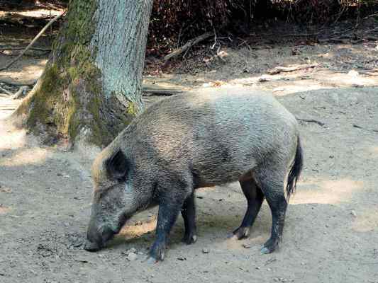 Wildschwein bei Beilngries im Altmühltal