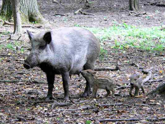 Wildschwein im Altmühltal bei Beilngries
