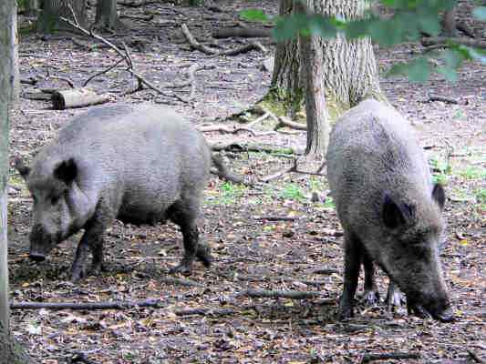 Wildschein im Naturpark Altmuehltal