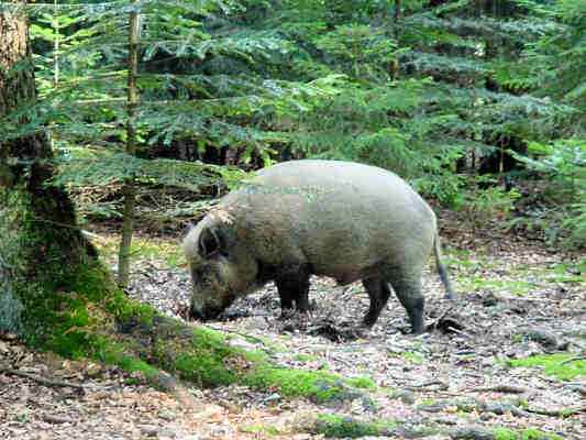 Wildschwein im Altmühltal