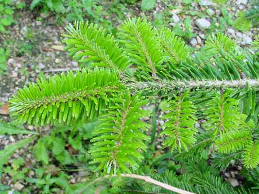 Tanne im Naturpark Altmühltal bei Beilngries