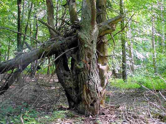 Totholz im Naturpark Altmühltal bei Beilngries