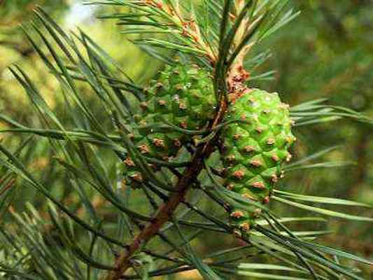 Föhre im Naturpark Altmühltal bei Beilngries