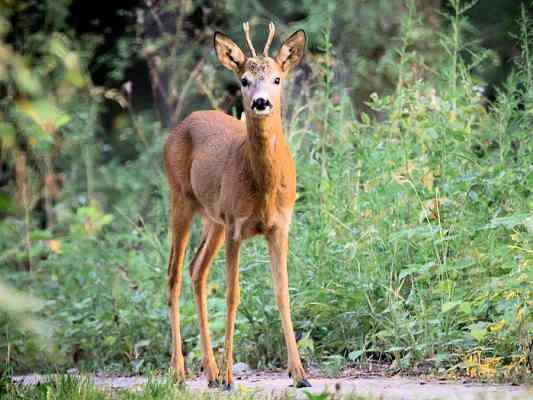 Reh im Naturpark Altmühltal