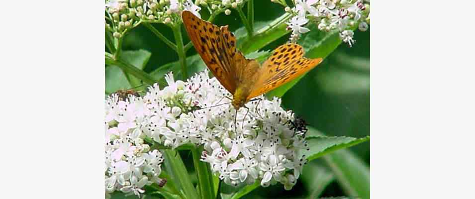 Schmetterling am Arzberg in Beilngries