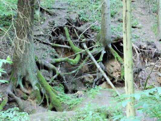 Fuchsbauten bei Breitenbrunn im Altmühltal