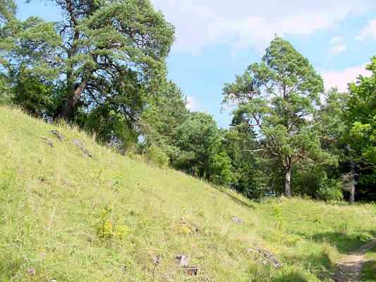 Trockenhang bei Breitenbrunn im Altmühltal