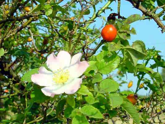 Hundsrose in Breitenbrunn im Altmühltal