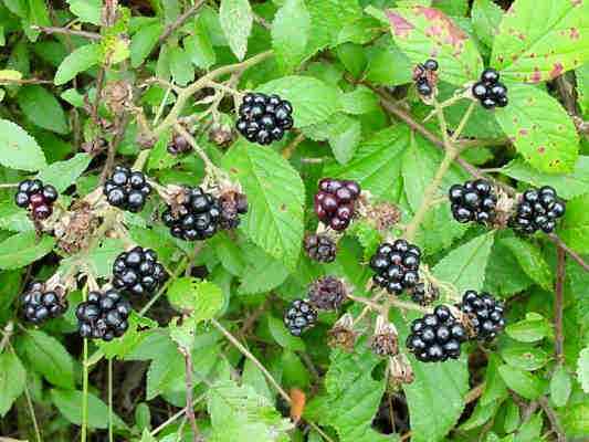 Brombeere in Breitenbrunn im Altmühltal