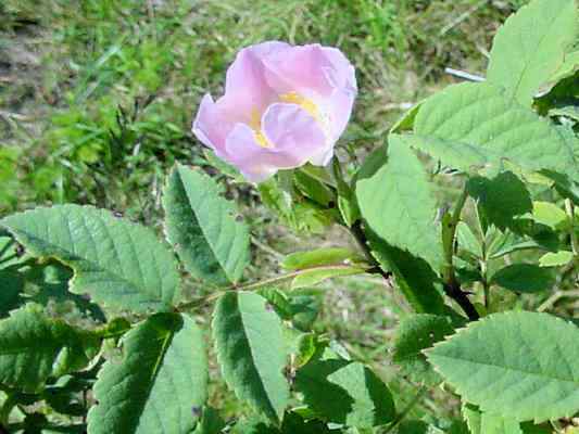 Filzrose im Wildrosengarten in Breitenbrunn im Altmühltal