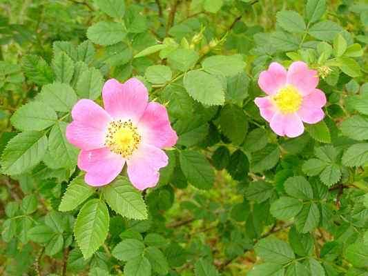 Wildrose in Breitenbrunn im Altmühltal