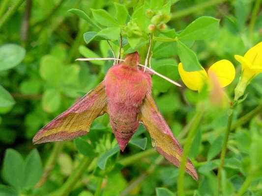 Schmetterling Tagpfauenauge bei Breitenbrunn im Altmühltal