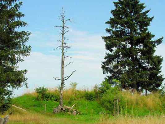 Totholz im Wildrosengarten in Breitenbrunn im Altmühltal