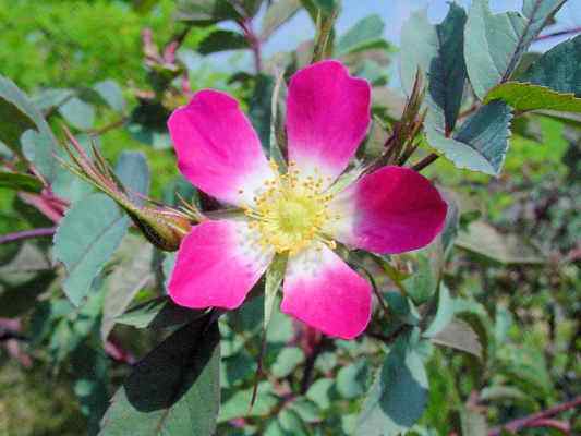 Wildrose in Breitenbrunn im Altmühltal