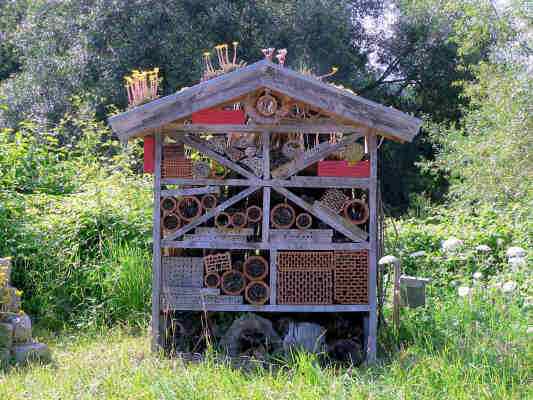 Insektenwelt in Dietfurt im Altmühltal