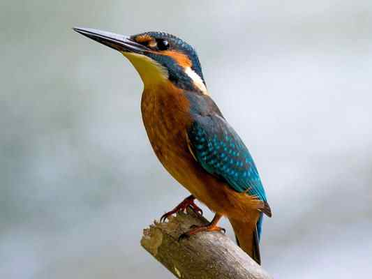 Eisvogel im Altmühltal bei Dietfurt