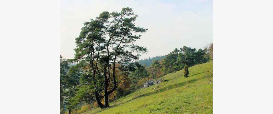 Magerrasen am Wanderungweg bei Dietfurt im Altmühltal