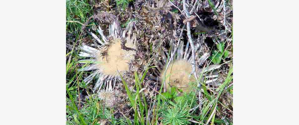 Silberdistel