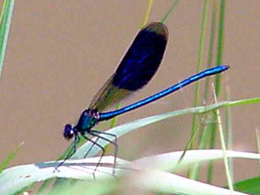 Libelle in Dietfurt im Altmühltal