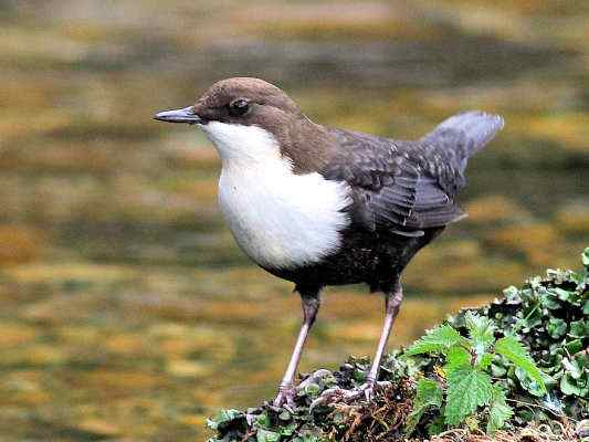 Wasseramsel in Dietfurt im Altmühltal