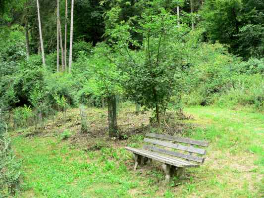 Wald der Nationen in Dietfurt im Altmühltal