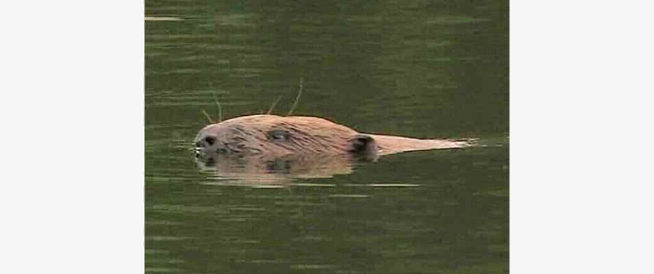 Biber (Castor fiber) an den Wasserwegen in Dietfurt im Altmühltal