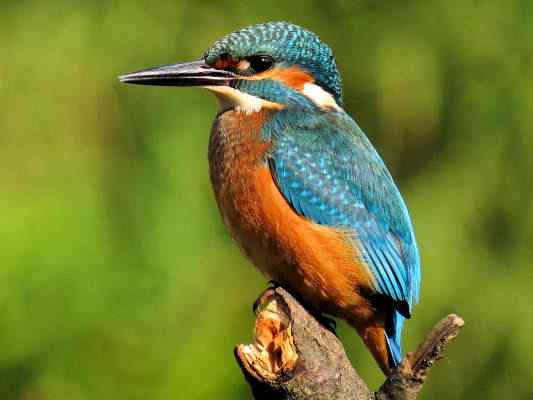 Eisvogel im Altmühltal bei Dietfurt