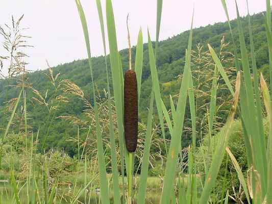 Rohrkolben im Altmühltal bei Dietfurt