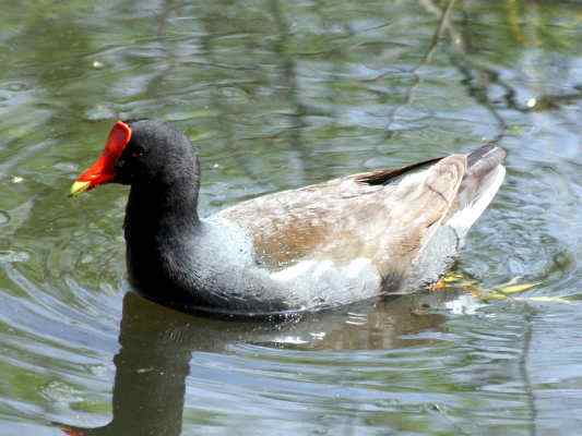 Teichhuhn im Altmühltal bei Dietfurt