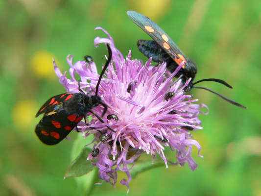 Schmetterling im Kalkmagerrasen am Wolfsberg bei Dietfurt im Altmühltal