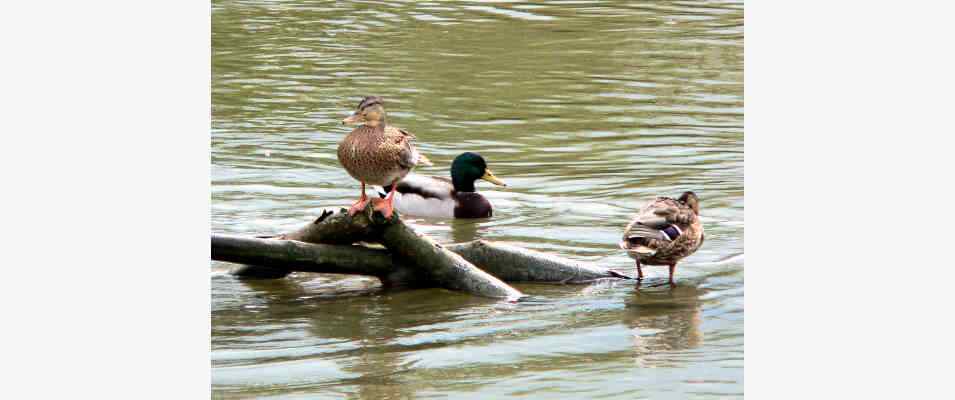 Enten in der Altmühl