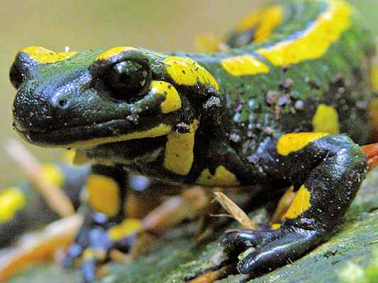 Feuersalamander im Lehrpfad bei Dollnstein im Altmühltal