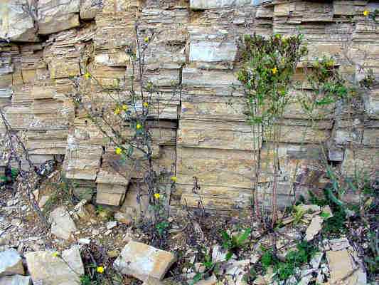 Plattenkalke am Lehrpfad bei Dollnstein im Altmühltal