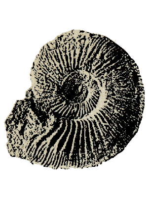 Versteinerung aus dem Altmühltal