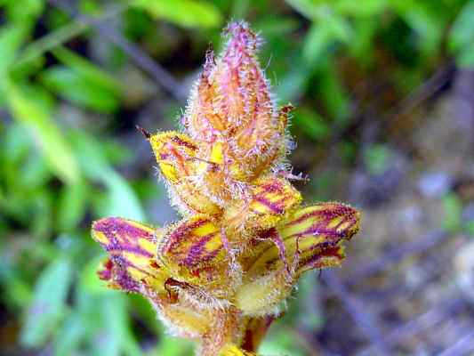 Silberdistel im Altmühltal bei Dollnstein