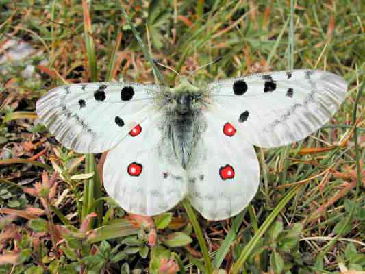 Schmetterling Apollofalter in Dollnstein im Altmühltal