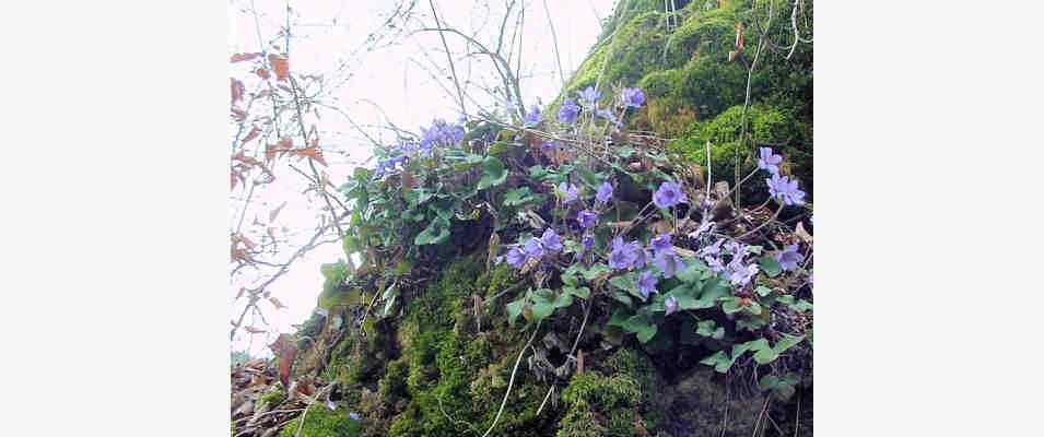 Naturwaldreservat bei Dollnstein im Altmühltal