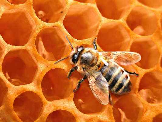 Bald ausgesummt am Bienen-Schöpfungsweg in Eichstätt im Altmühltal
