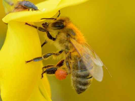 Technische Wunderwerke am Bienen-Schöpfungsweg in Eichstätt im Altmühltal