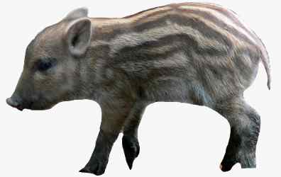 Wildschwein