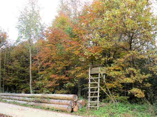 Wald Erlebnis Pfad bei Eichstätt im Altmühltal