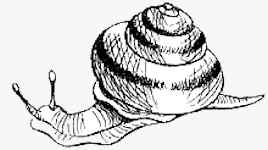 Baumschnecke in Schernfeld