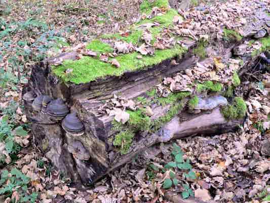 Totholz am Wald Erlebnis Pfad bei Eichstätt im Altmühltal